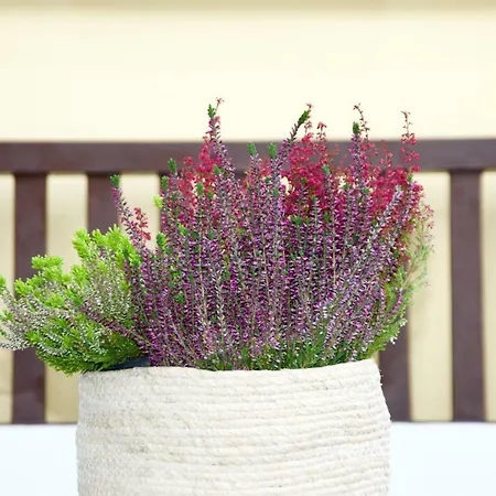 La Terrazza Di Isabel Nyaraló *