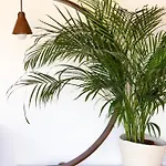 La Terrazza Di Isabel * 罗马